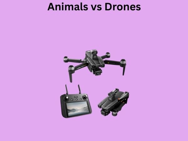 Animals vs Drones