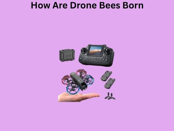 How Are Drone Bees Born